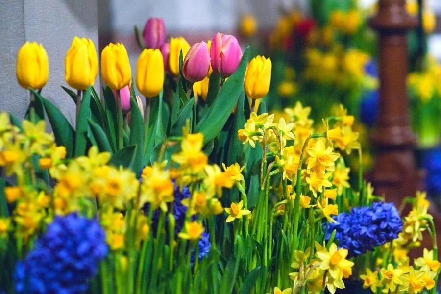 Colorful daffodils, tulips, and hyacinths beautifying Parish of the Epiphany's 2022 Easter worship service